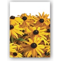 Black-Eyed-Susan Simply Floral Seed Packets - Imprinted